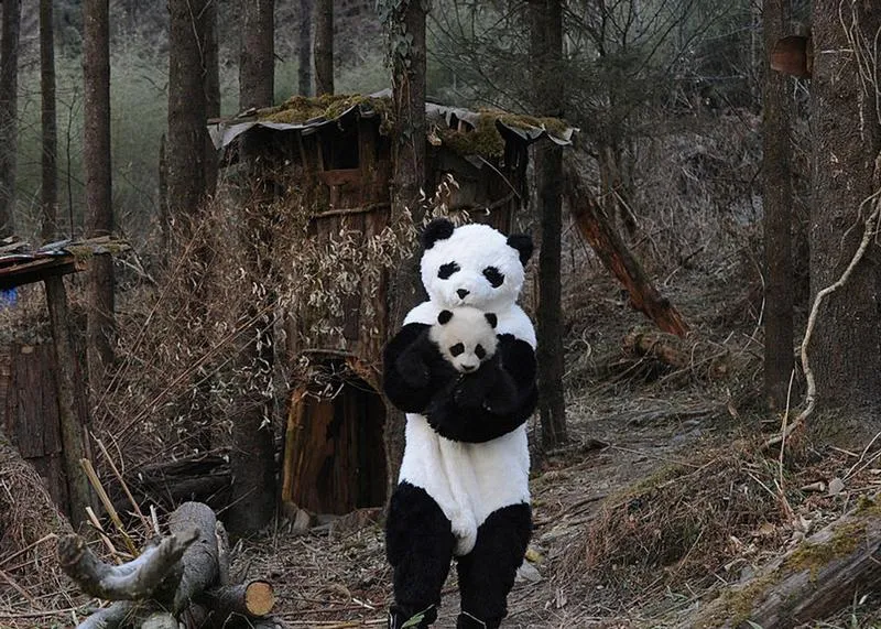 Gdzie znaleźć wymarzoną pracę jako przytulacz pand?