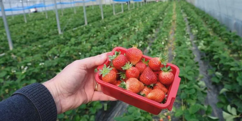 Najlepsze kierunki pracy sezonowej